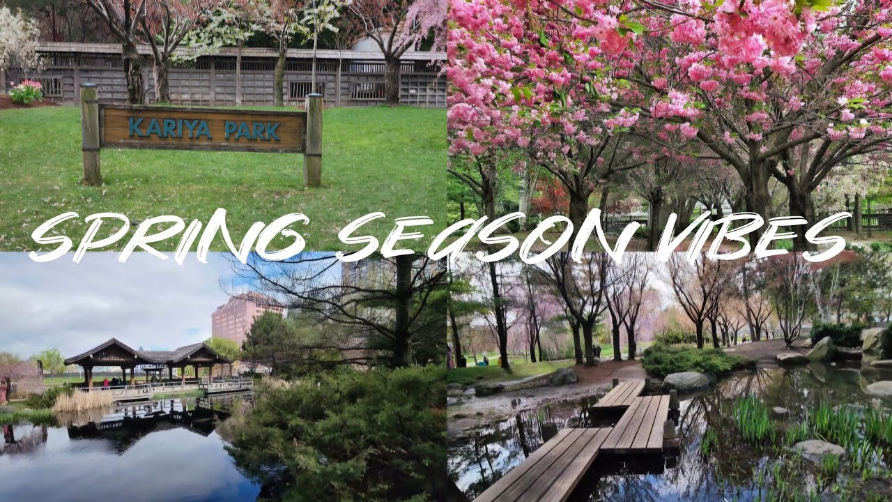 🌸 Cherry Blossoms 🌸 [Kariya Park Mississauga]