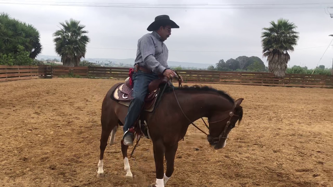 Trabajo con Ganado inició