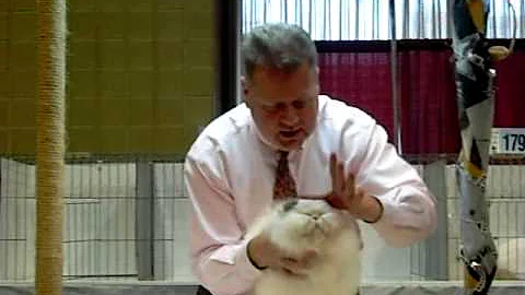 Birmingham Cat Show - January 30, 2010 - Rick Hosk...