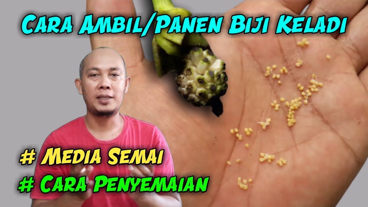 Cara Ambil dan Semai Biji Keladi Hasil Kawin Silang