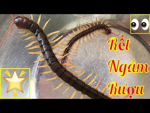 Video Công Dụng Của Rượu Rết | Thần Được Rượu Rết | Rết Ngâm... - youtube