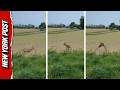 French Police Warn Drivers to Watch out for DRUNK DEER