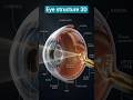 The eyes 3D structure|#anatomy #shorts #eyes