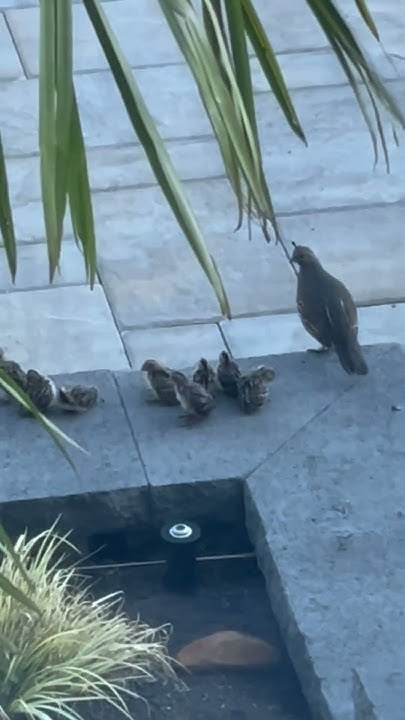 Mother Quail and the babies 😍 - YouTube