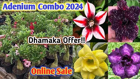 Grafted Adenium Plants | Online Sale | Adenium Combo | Low Price Desert Rose sell Horticultureking