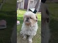 𝐥𝐨𝐯𝐜𝐢𝐚𝐦 𝐰𝐚𝐬 🥹🤍🩶 #cat #dog #love