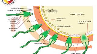 lecture 26 : introduction of male infertility ( sem 6)