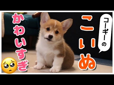 生後2か月】天使すぎるコーギーの子犬がたまらん - YouTube