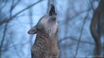 Red Wolf