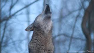 Red Wolf's Twilight Howl