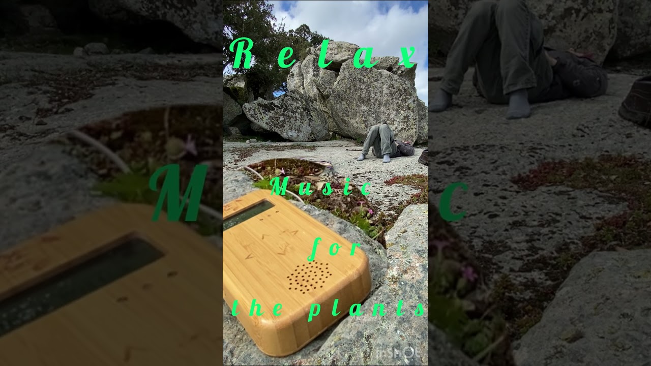 Music for the Plants in Sardinian Forest "Sa Fraigada"