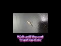 What Is This Thing?! Plaster Bagworm Up Close at a Tesla Supercharger 👽🔋