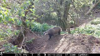 Badgers in daylight at home and relaxed 5. Dell Sett.