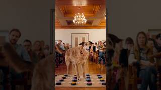 Hundschuldig | Jetzt im Kino | Trailer #trailer #kino #hund