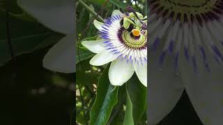 bee in passiflore النحل أثناء تلقيح زهرة الباسيفلور.