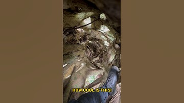 CLIMBING INSIDE A Hollow Rainforest Tree