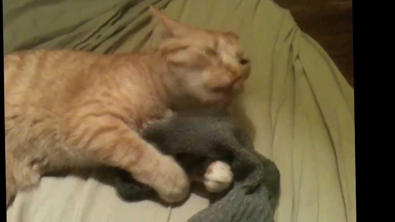 Smelly cat, smelly cat... YouTube