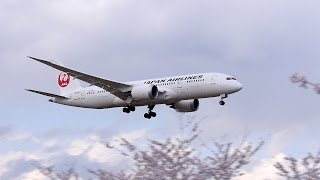 JAL飛行機 成田空港・桜] Japan Airlines - JAL/日本航空 Boeing 787-8 and