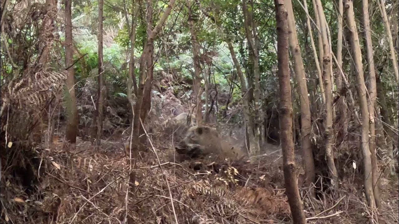 猟犬でイノシシ捕獲44（今年もまたイノシシだらけに遭遇しました💦）