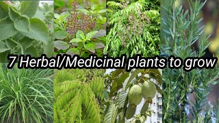 7 Herbal Plants to grow|| Must Have Medicinal Plants For Home #herbal #medical