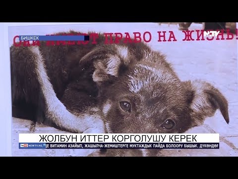 Video: Иттер үчүн кара куурай майы: Сиз билишиңиз керек болгон нерселердин бардыгы