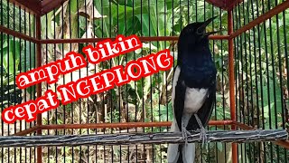 Suara kacer gacor ampuh bikin kacer lain cepat ngeplong
