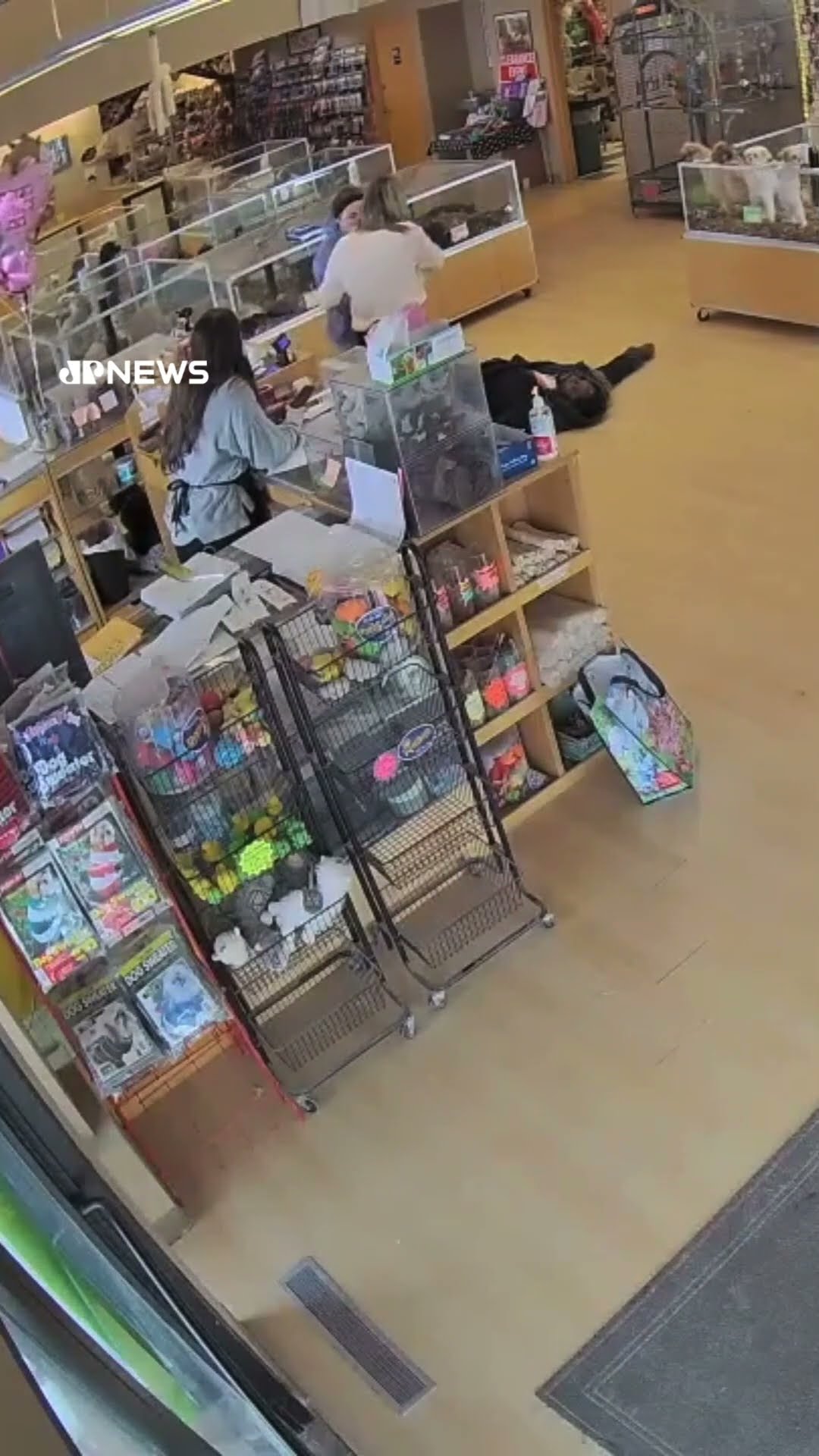 Filhotes de Bulldog são roubados em pet shop após homem fingir convulsão #shorts
