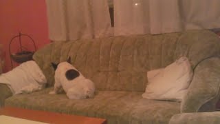 Rick James's dog - Bark Your Couch !!! by mbeslic 454 views 8 years ago 40 seconds