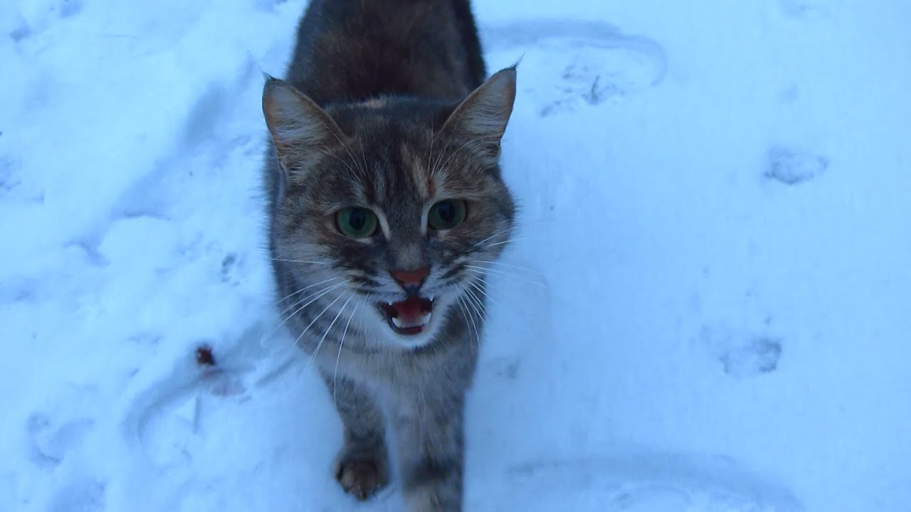 cat bites feet Hungry cat accidentally bit me