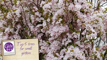Top 5 Trees For Small Gardens