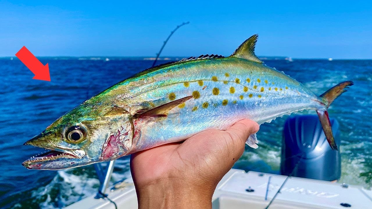 Spanish Mackerel Fishing Chesapeake Bay ‼️🔥 2023 Season YouTube