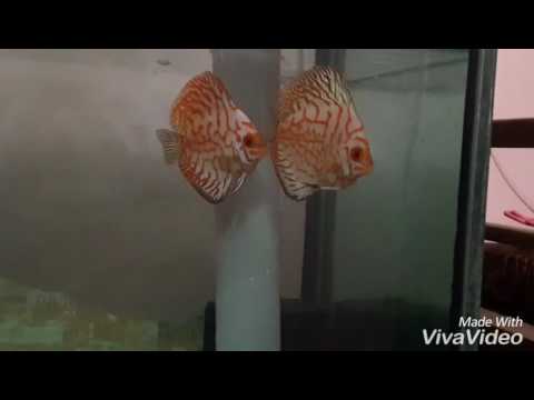 How to breed discus fish successfully - YouTube