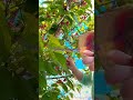 Cây Cherry (Sakuranpo ) Chín đỏ trĩu trái trước hiên nhà #kamiyahangjp