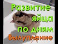 Развитие яйца по дням | Вылупление цыплят несушек | Инкубатор Блиц Норма Луппер | Деревенский