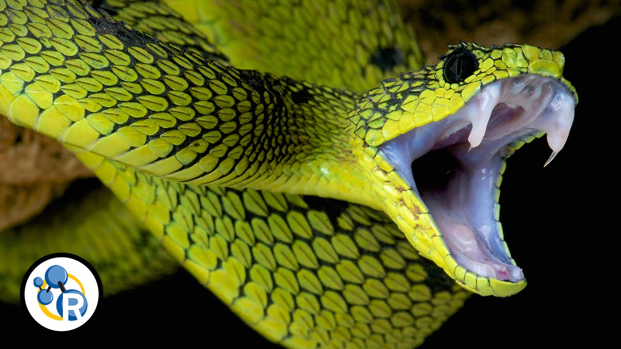 Types of Venomous Snakes, NIOSH