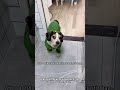 You can’t open a package of anything when you have a dog #dog#funnydogs#funny#funnyvideos#fyp#viral