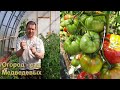Как эффективно использовать кистедержатели на томатах