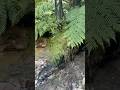 This 3 min Bush Walk Will Calm Your Nervous System #NZNature#HealingNature#SlowLiving#ForestSounds