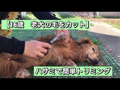 16歳 老犬の毛を自宅でカット ハサミだけで簡単トリミング Youtube
