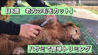 【16歳 老犬の毛を自宅でカット】ハサミだけで簡単トリミング✨
