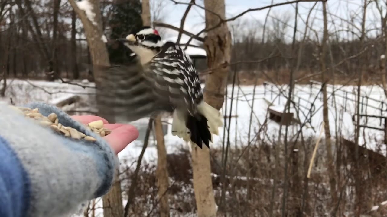 Spending Sunday Morning With A Downy Woodpecker YouTube spending-sunday-morning-with-a-downy-woodpecker-youtube