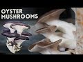 How to Easily Grow Oyster Mushrooms at Home