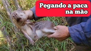 CAÇADA DE PACA, Caçada foi top 🐕tá na mão 🐕 😊