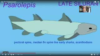 Exclusive 3 regions of the vertebrate skull: splanchnocranium, chondrocranium, dermatocranium Profile