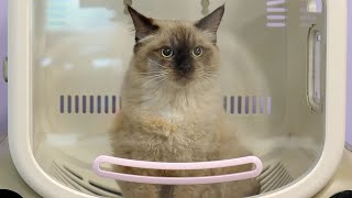 Download Lagu This Hilarious Ragdoll Kitten Started Pole Dancing in The Grooming Salon 😂 MP3 Download Lagu This Hilarious Ragdoll Kitten Started Pole Dancing in The Grooming Salon 😂 MP3