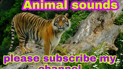 20 wild Animals - Animal sounds for kids of learn.wild animal sounds or video.