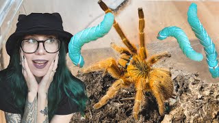 Spider LITERALLY *HISSES* AT ME (yes they CAN HISS) Feeding my Tarantulas GUMMY WORMS! 200K Special by tarantula kat 18,668 views 3 days ago 13 minutes, 4 seconds