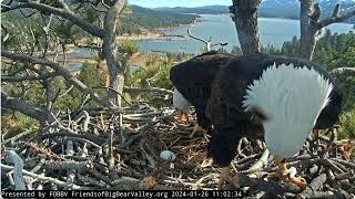 Shadow brings a fish to Jackie FOBBV CAM Big Bear Bald Eagle Live Nest - Cam 1 \/ Wide View - Cam