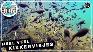 Héél veel kikkervisjes! | Zelf Geschoten | Vroege Vogels