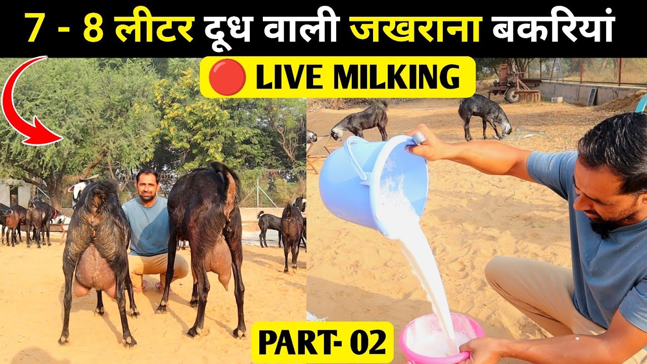 🔴 Live Milking 7 - 8 लीटर दूध देने वाली बेहतरीन जखराना बकरी Part 02 | Jakhrana goat farming in India